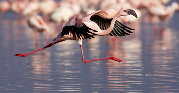 Lesser%20flamingo%20RUNNING.jpg