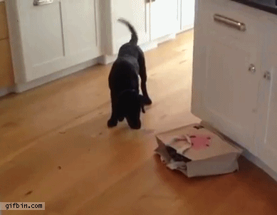 1395257671_puppy_scared_by_cat_coming_out_of_bag.gif