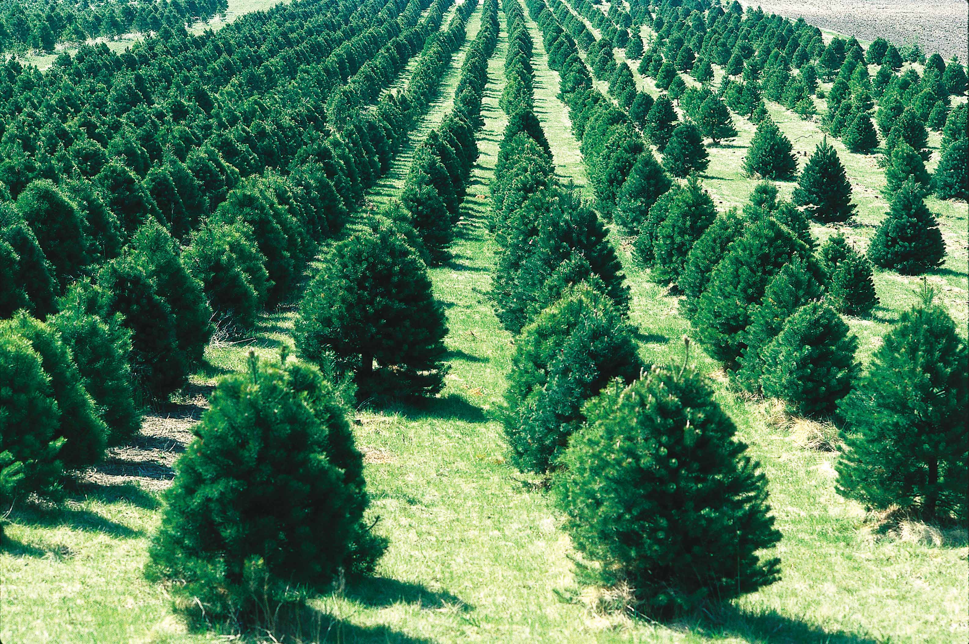Christmas_tree_farm_IA.JPG