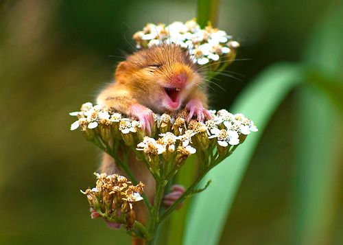 dd073a0ada85afab8ae98763057b5da2--make-me-smile-a-smile.jpg