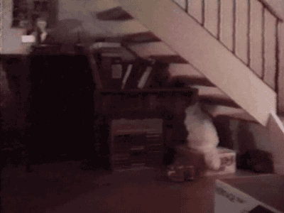 ani_cat-climbs-under-stairs.gif