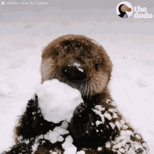 otter-eat-otter-hungry.gif