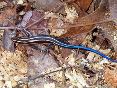 five-lined-skink.jpg
