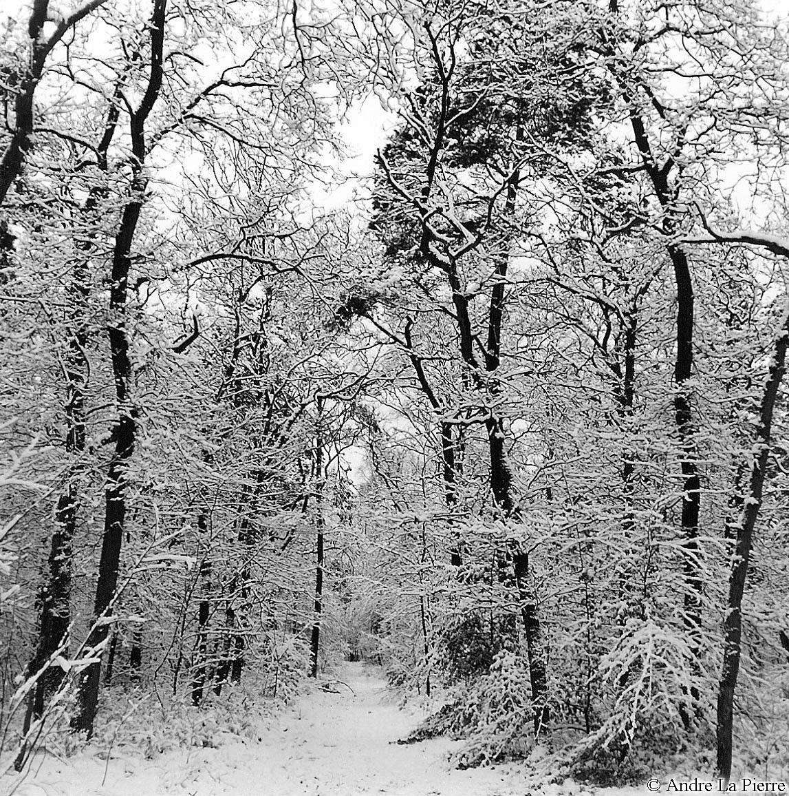 alp_winter_trees.jpg