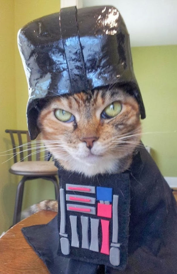 23-Cats-Halloween-Costumes11__605.jpg