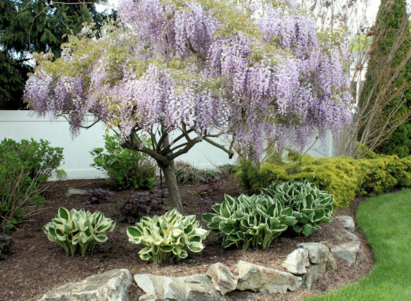 Wisteria.jpg
