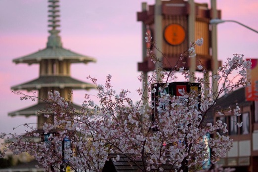cherry-blossoms.jpg