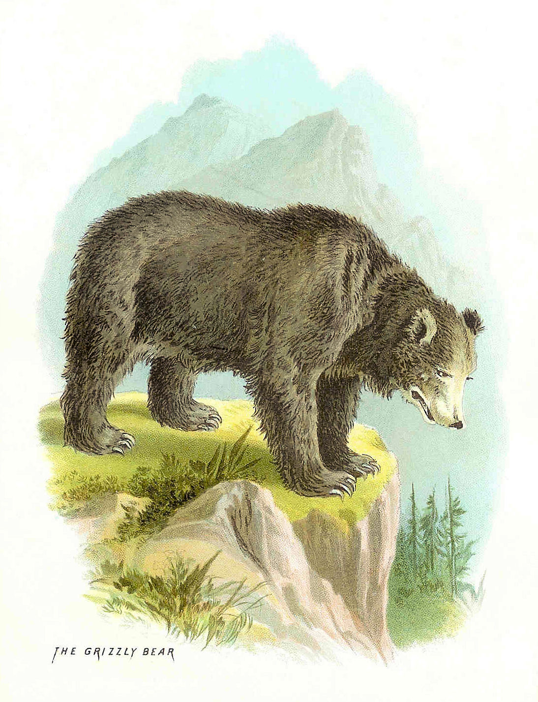 bear1.jpg