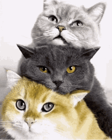 funny-cat.gif