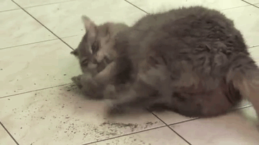 c989a1e3e5a93a40d6f05c99c655fae4.gif
