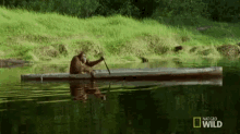 nat-geo-orangutan.gif