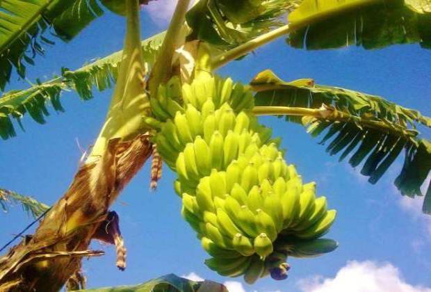 bananatree.jpg