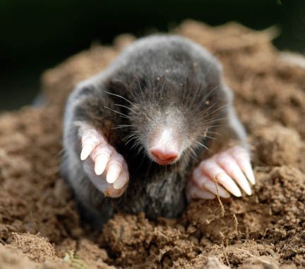 molehill.jpg