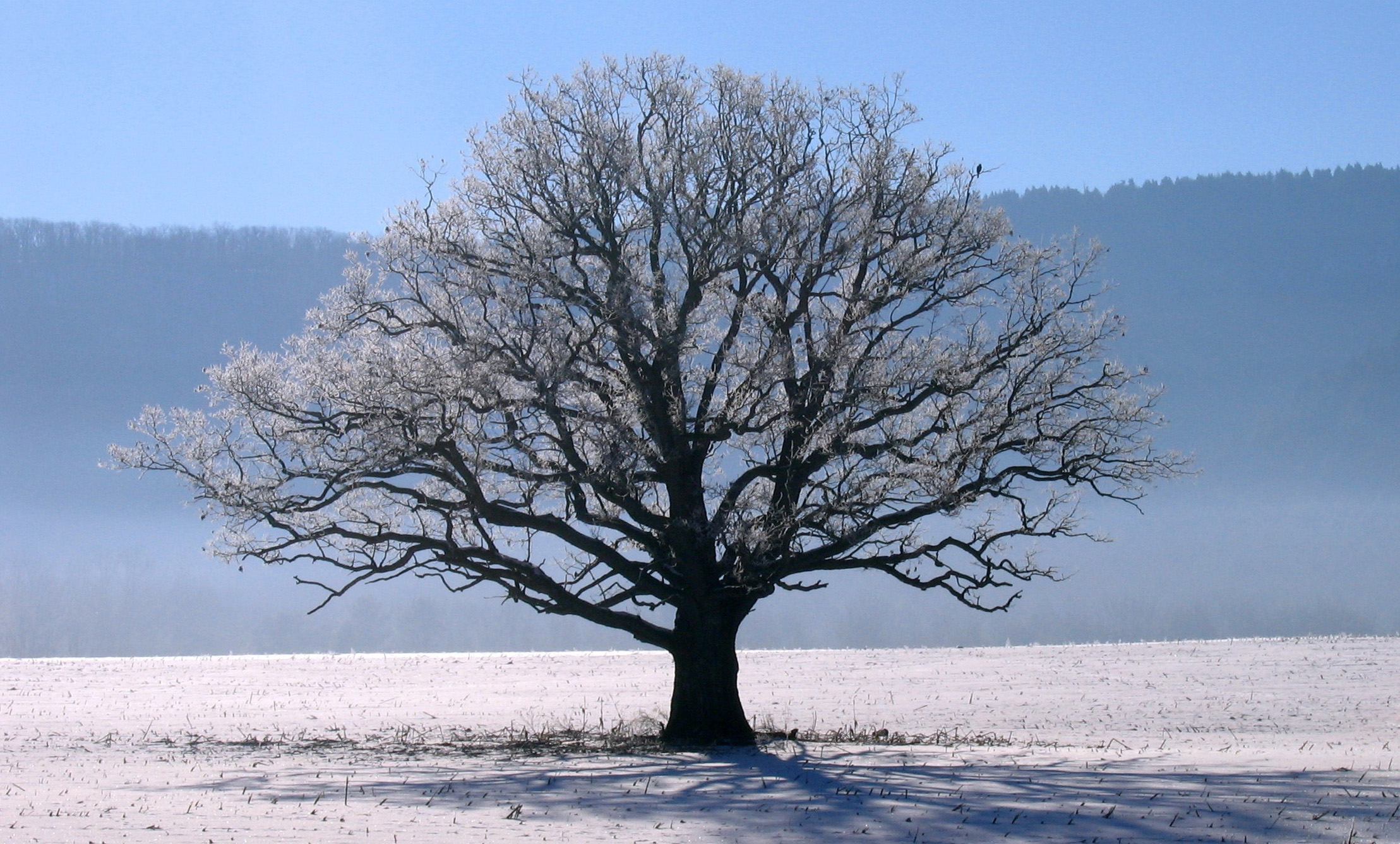 winter_tree.jpg