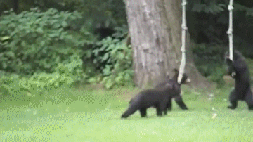 playful-bear-cubs-play-on-ropes
