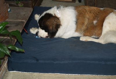benpillow.jpg