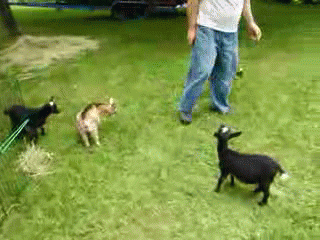 3QZY.gif