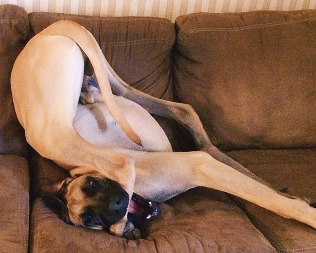 dog-bites-own-leg.jpg
