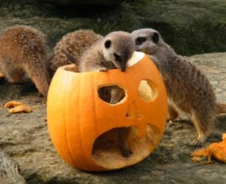 cotswold-halloween-animals-4-1351672045-view-0.jpg