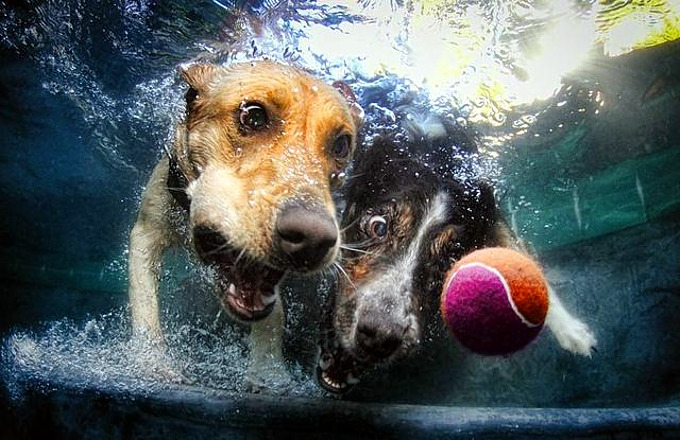 water-dog_3.jpg