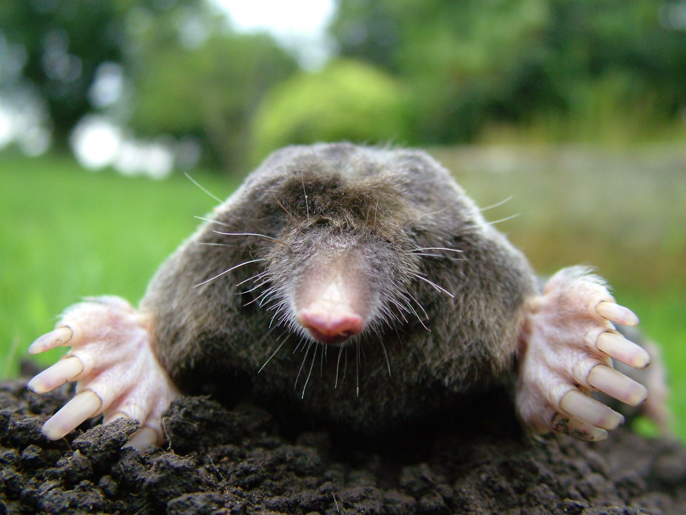 Close-up_of_mole.jpg