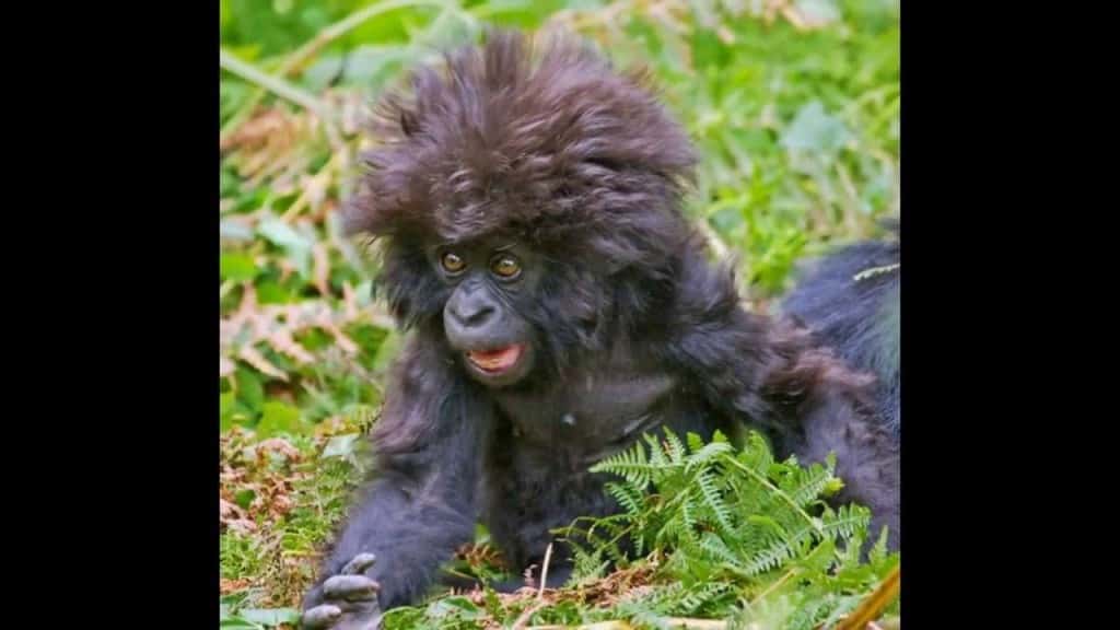 20-animals-having-a-bad-hair-day-6.jpg