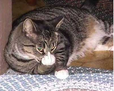 cat-giving-the-finger-4-20-10.png
