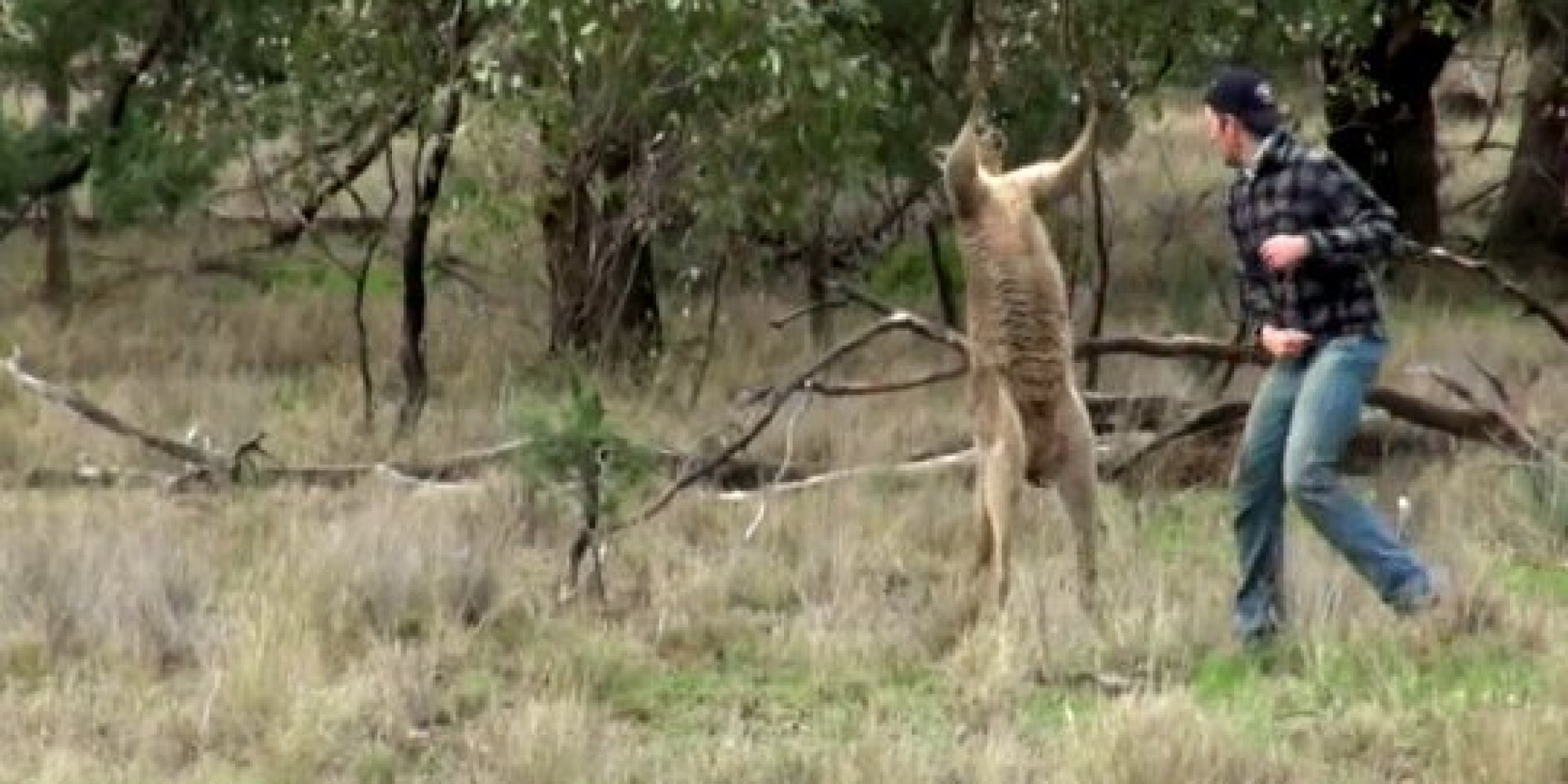 o-KANGAROO-PUNCH-VIDEO-facebook.jpg