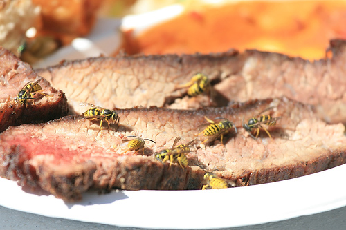 yellowjackets01.jpg