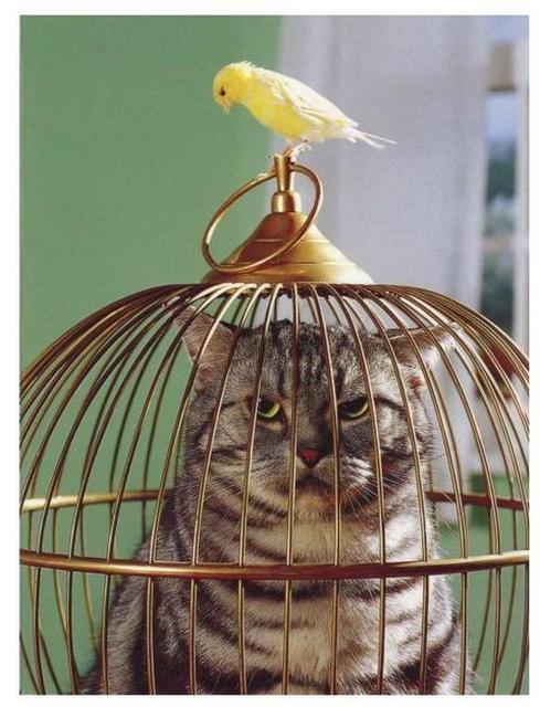 cat-and-bird-switch-places.jpg