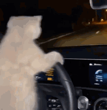 kittydrivingcar-car.gif