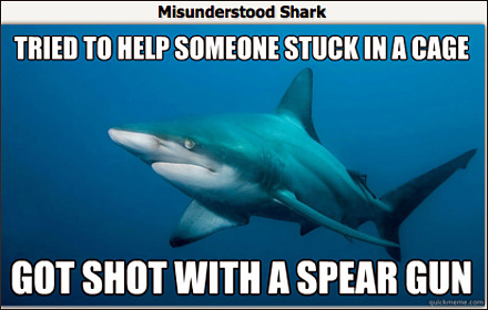 misunderstood-shark.jpg