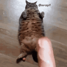 fat-cat.gif