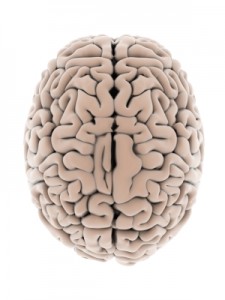 Brain-225x300.jpg