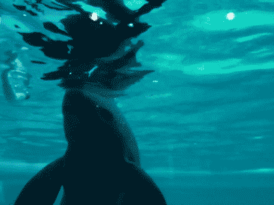 chain-reaction-dolphin-trick