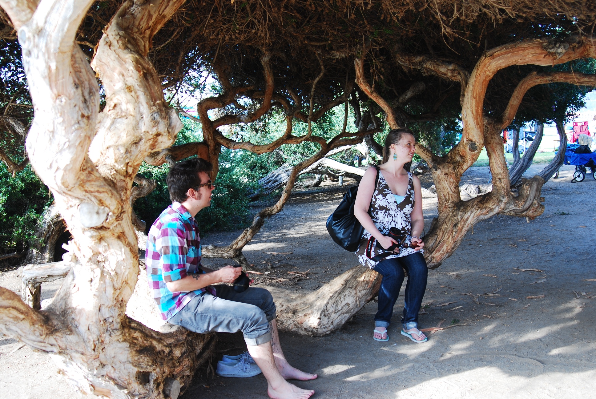 2011-07-09-lajolla-trees-a-a.jpg