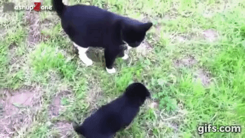 J6xL6K.gif