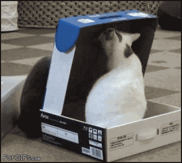 cat-bully.gif