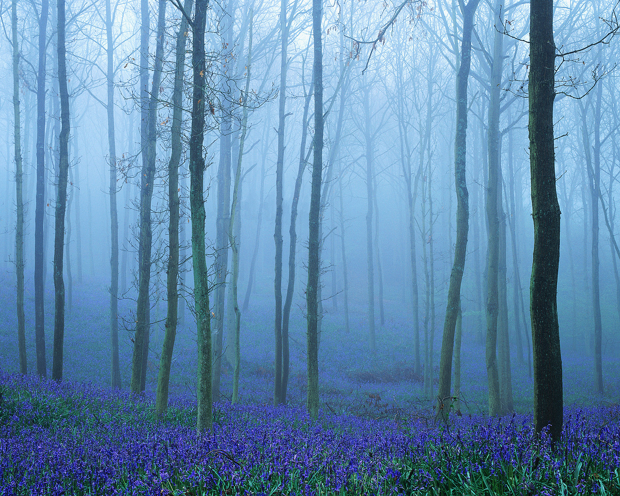 foggy-tree-stand1.jpg