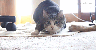 wiggle-like-no-cat-has-wiggled-before