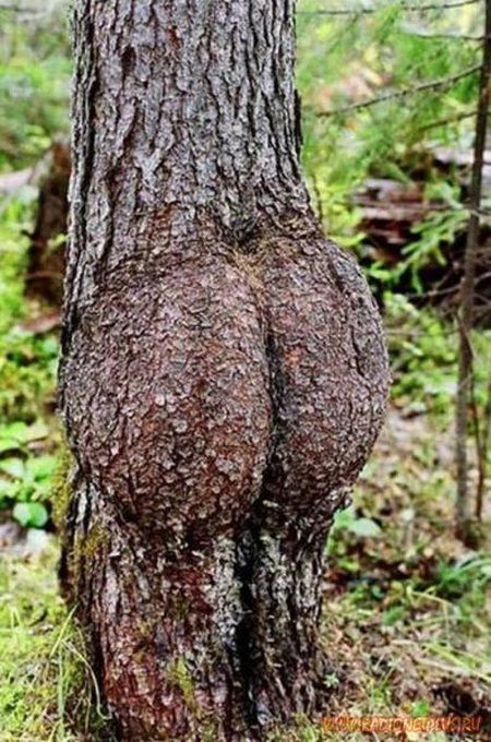 strange_and_funny_trees_02.jpg