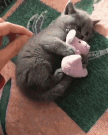 mine-kitten.gif
