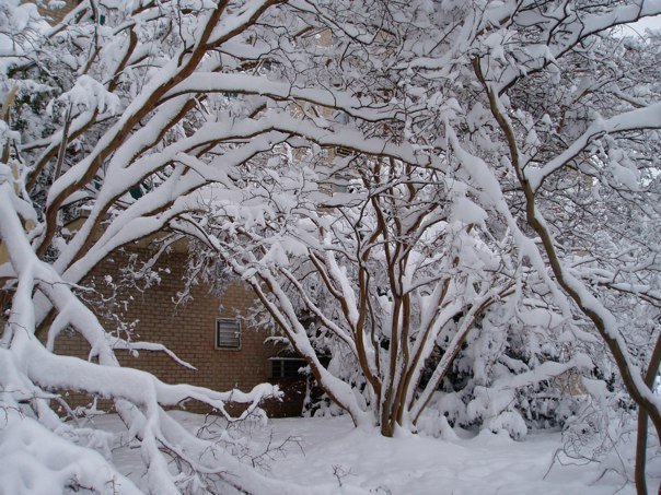 snow-laden-trees.jpg