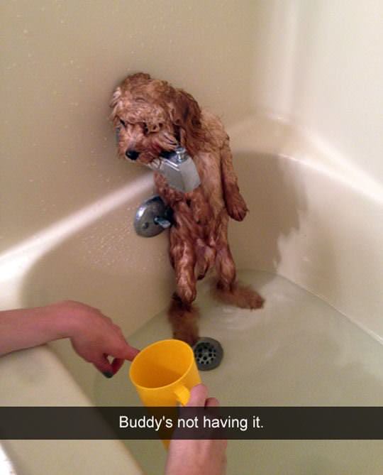 no_i_dont_want_a_bath.jpg