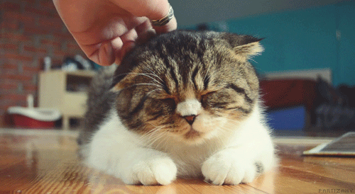 gifs_03.gif