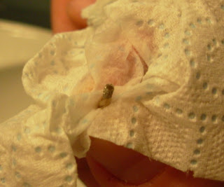 DSCN3402.JPG