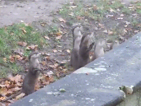 whack-an-otter-recruits-in-training