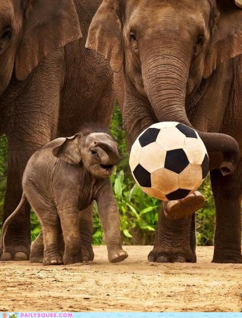 acting-like-animals-goooooooooaaaaaaaaaallllllllll