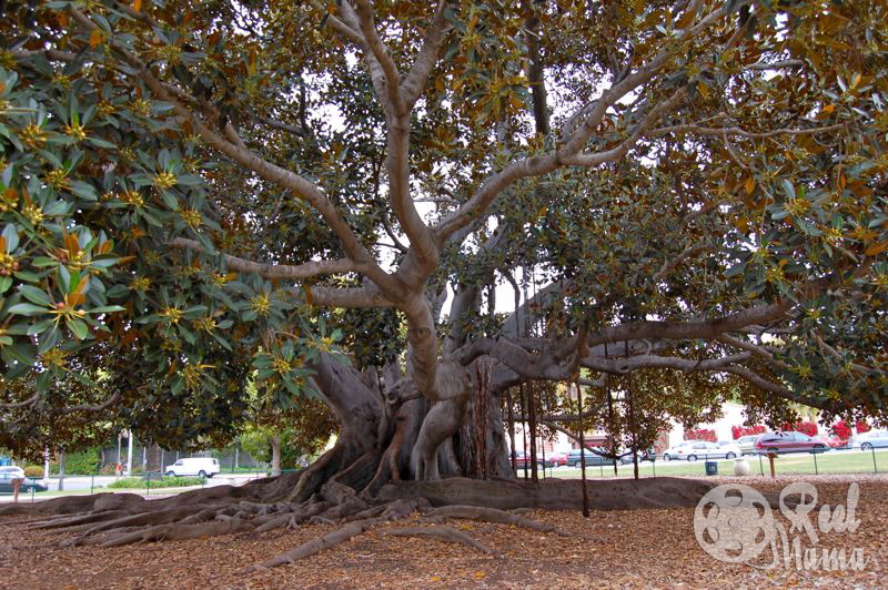 Moreton-Bay-Fig-Tree.jpg