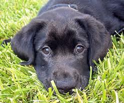 VVlabpuppy.jpg